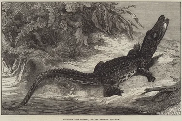 Alligator de Sumatra, pour l